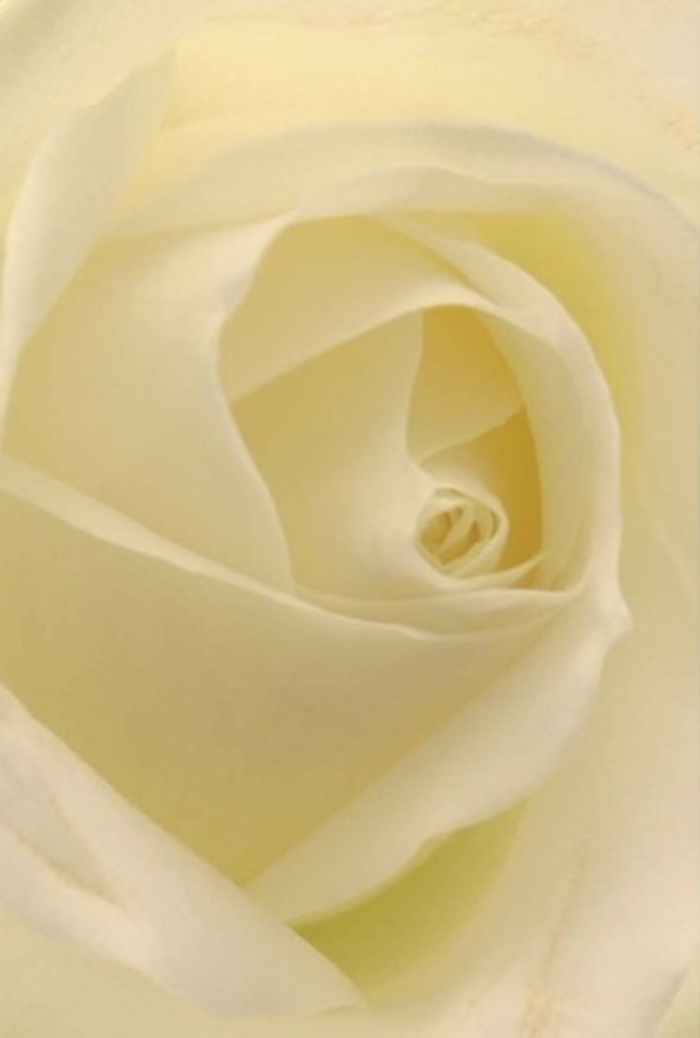 Captured in exquisite detail, this classic white rose opens beneath the soft embrace of Kidbrooke's natural light. Each petal, layered in creamy shades, blends effortlessly into the next, creating a sense of tranquility and sophistication reminiscent of quiet afternoons overlooking local gardens. The interplay of shadow and highlight offers the illusion of illumination from within-each fold catching the pale glow as if reflecting the peacefulness found in the area's leafy surroundings. This flower's near-perfect spiral, at once delicate and resilient, can commemorate a wedding at a neighbouring Kidbrooke venue, offer heartfelt apology, or become the elegant centrepiece of a family gathering. Its clean, serene fragrance feels as though it belongs to the first bloom of spring in the community's parks, lending an air of hope and new beginnings. The intricate structure of the petals and their subtle gradients echo the thoughtful arrangement that local florists take pride in. Every aspect-the soothing colours, the expertly designed core, the evocative sense of freshness-embodies the compassion and dedication behind each Kidbrooke delivery. In this rose, one finds a refined symbol of both purity and heartfelt emotion, ready to mark any memorable moment.