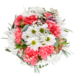 This bouquet is a lively tribute to the welcoming spirit of Kidbrooke, with fresh white daisies at its centre, their golden-green hearts surrounded by coral-pink carnations ruffled like party dresses. Baby's breath, scattered like tiny constellations, meanders through the bouquet, bringing lightness and a gentle textural contrast akin to sunrise over Kidbrooke Green. A few slender alstroemeria buds, tinged with mauve and rose, nestle discreetly among layers of soft eucalyptus and deep green foliage, grounding the design and echoing the varied tones of Kidbrooke's open spaces. The whole arrangement forms a harmonious circle, radiating serenity and delight as if crafted on a calm morning near Cator Park. Perfect for birthdays, thank-yous, or sending encouragement to a neighbour, the bouquet's mix of airy blooms and lush greenery feels both tranquil and exuberant. Every detail, from petal to leaf, reflects the dedication of Kidbrooke's skilled florists, ensuring this arrangement delivers not only colour and freshness, but also a sense of local joy and thoughtful artistry.
